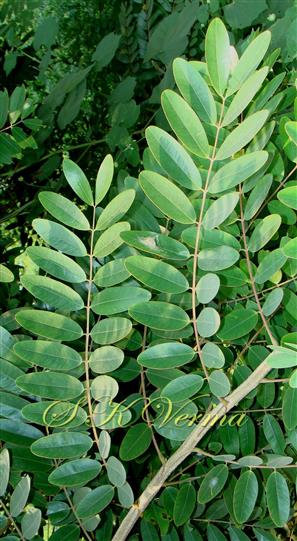  Leaves